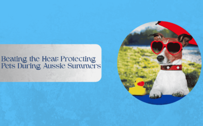 Beating the Heat: Protecting Pets During Aussie Summers