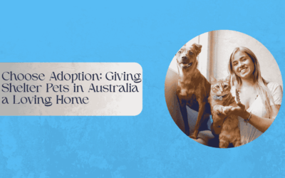 Choose Adoption: Giving Shelter Pets in Australia a Loving Home