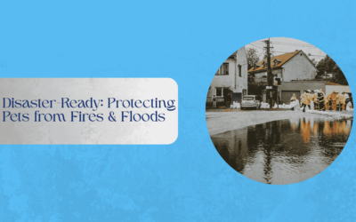 Disaster-Ready: Protecting Pets from Fires & Floods