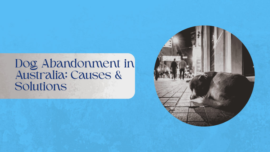 Dogs awaiting adoption in an Australian shelter