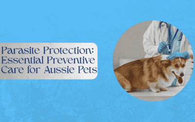 Parasite Protection: Essential Preventive Care for Aussie Pets
