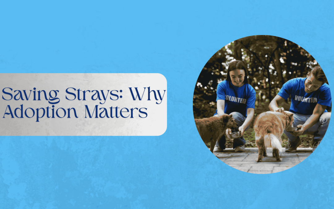 Saving Strays: Why Adoption Matters
