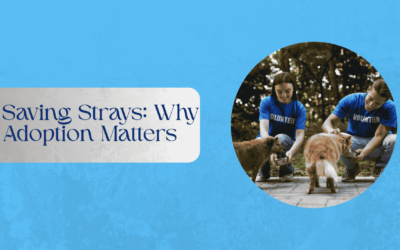 Saving Strays: Why Adoption Matters