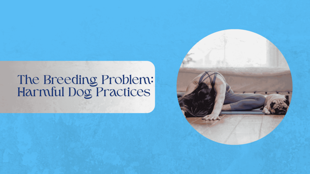 “Illustration contrasting harmful dog breeding practices and ethical care in Australia.”