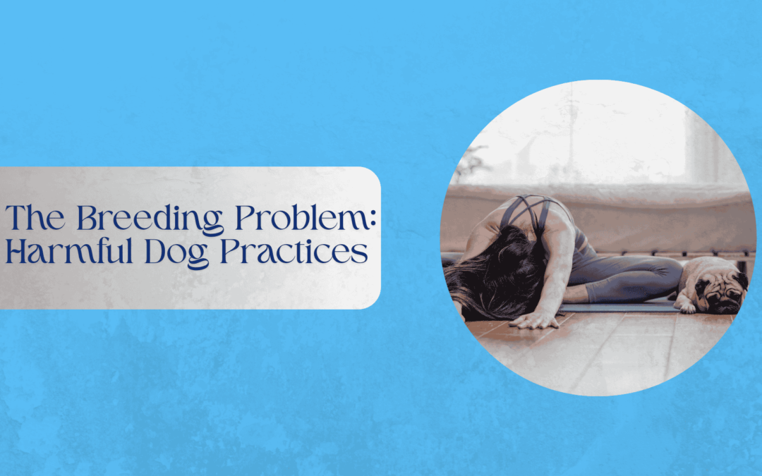The Breeding Problem: Harmful Dog Practices