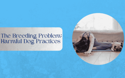 The Breeding Problem: Harmful Dog Practices